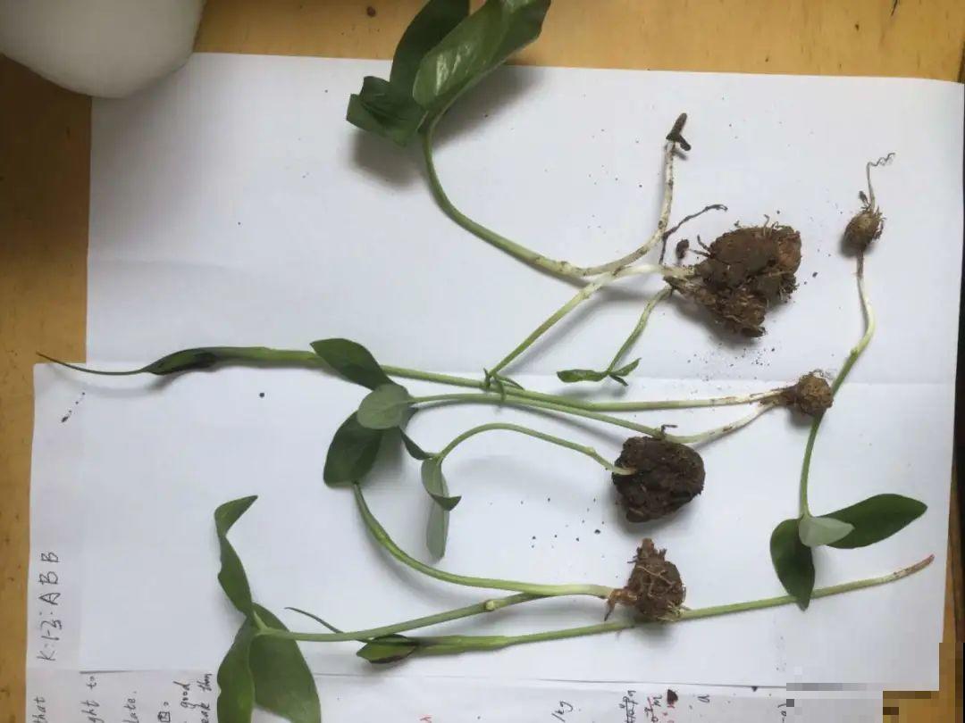 家门口长出这10种草,赶紧拔掉,不然会惹麻烦 家门口长出这10种草,赶紧拔掉,不然会惹麻烦