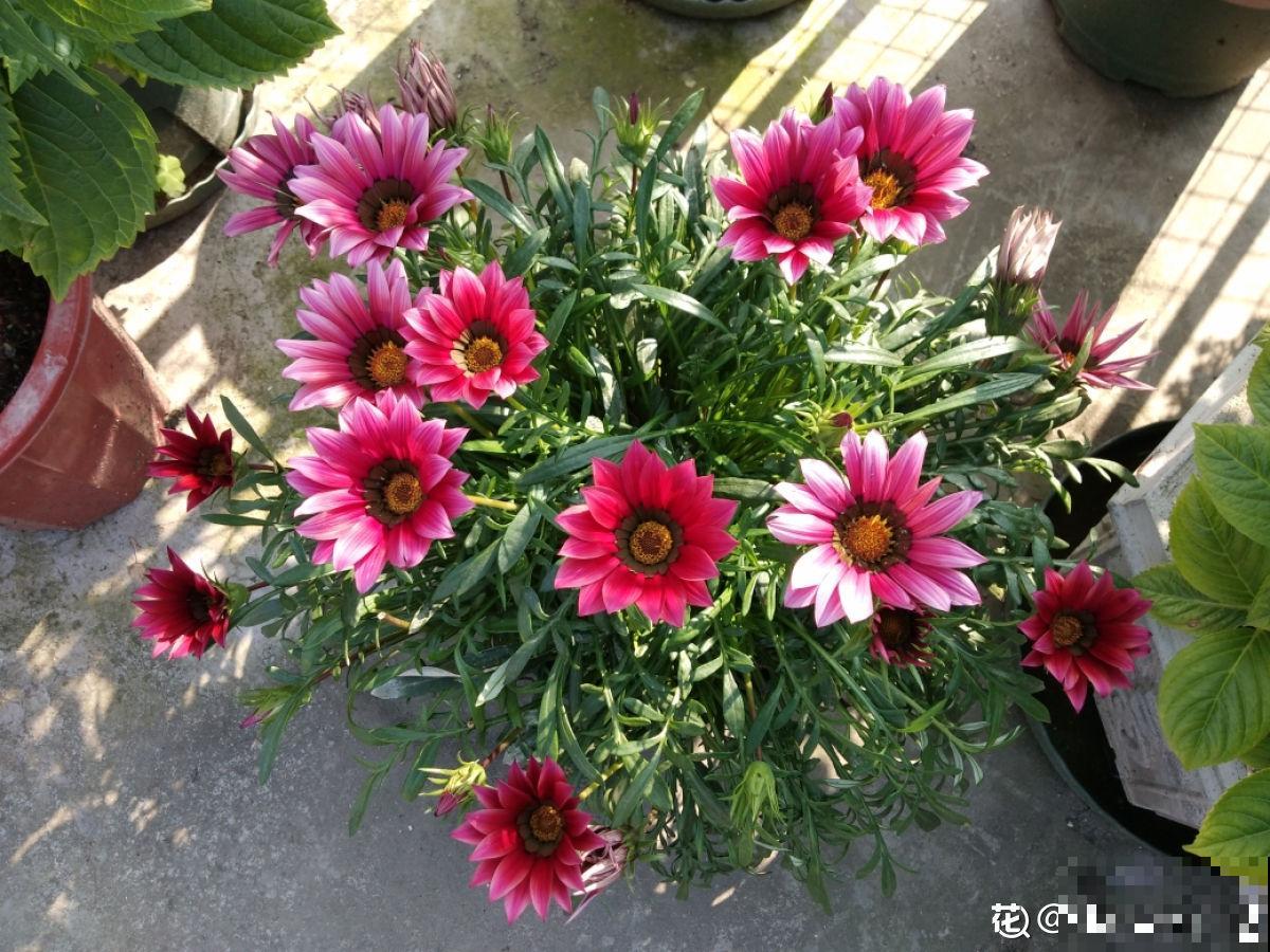 怀孕辣妈超爱养花，亲力亲为建花园，现在人人都羡慕