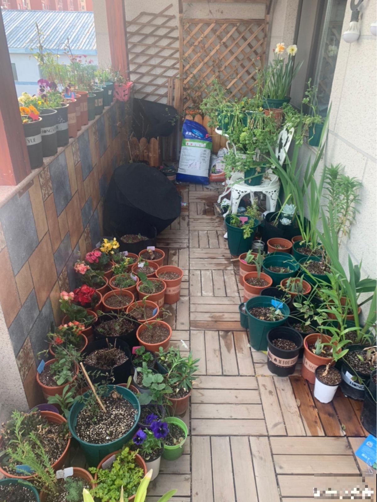 补水也有“窍门”，学会了植物能喝饱，整个秋天长得壮