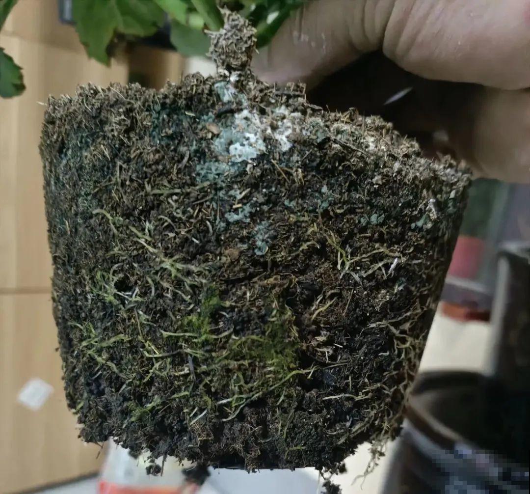 换盆时间到,换好后植物呼呼长,不换全年不开花 换盆时间到,换好后植物呼呼长,不换全年不开花