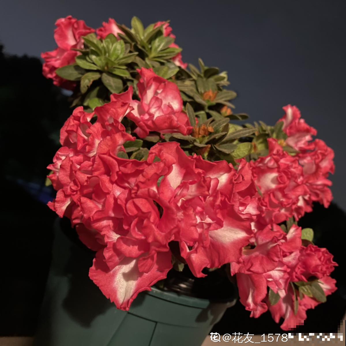 3种花真是“毛病多”，难养难伺候，能养好的都是大神