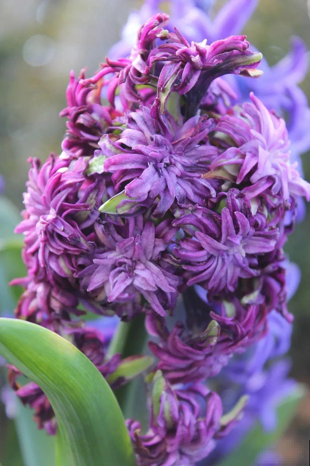 土里种个“洋葱球”,开出美艳花,香味飘满屋 土里种个“洋葱球”,开出美艳花,香味飘满屋