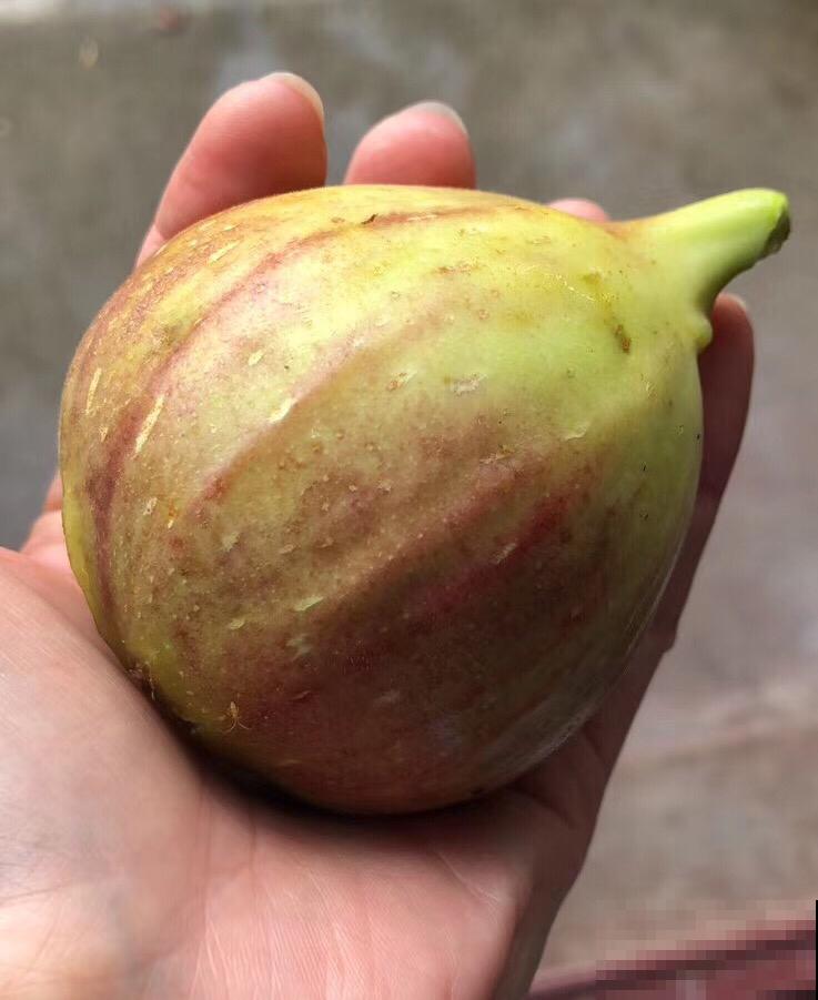 在果店不迷茫，3步方法，挑走店里最好吃的无花果