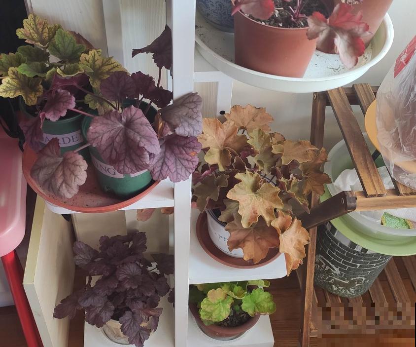 从零学起，4个养花基础知识，让养花变得更简单