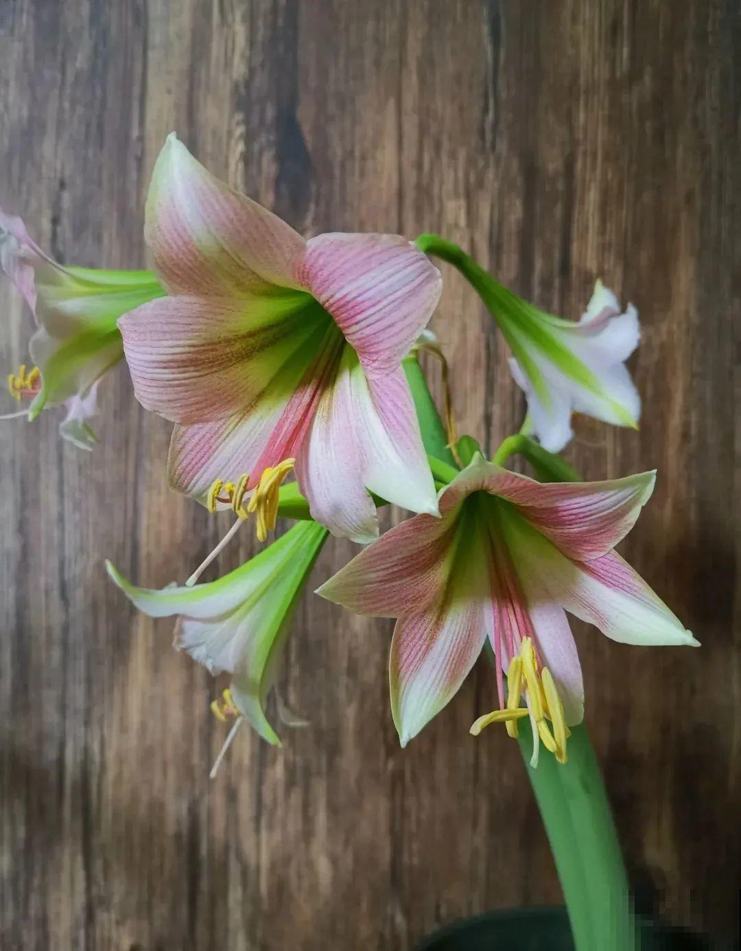 家里养盆朱顶红，开花个个比脸大，牛年养它“注定红”！