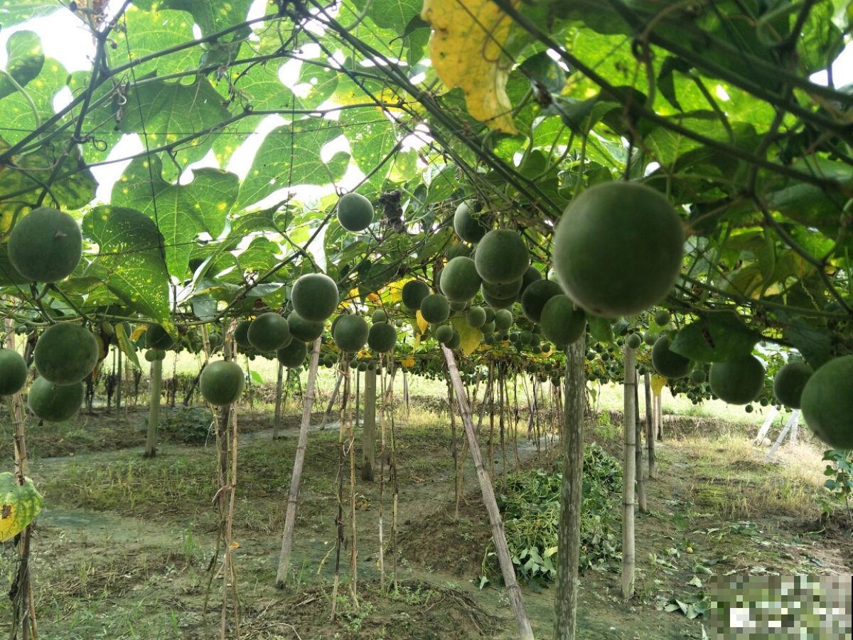 老中医爱养的60种植物，图文并茂特详细，种一盆养人养身心