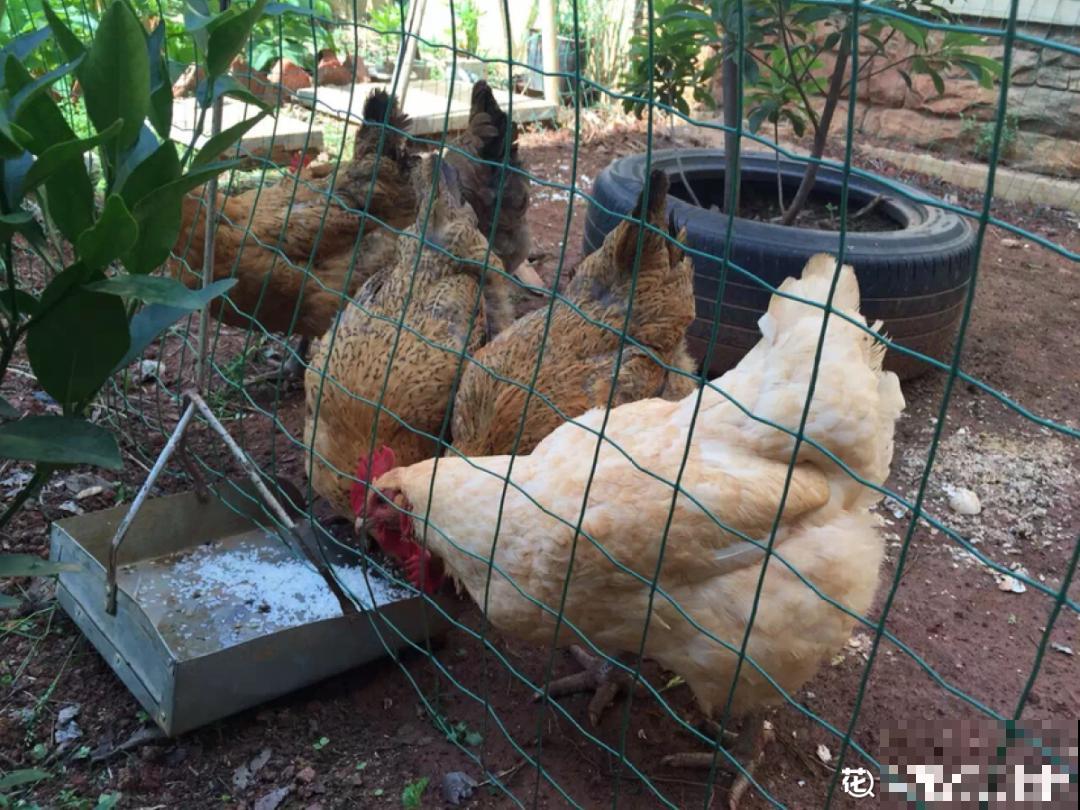 7种有机肥, 给花吃一点,花长得特旺 7种有机肥, 给花吃一点,花长得特旺