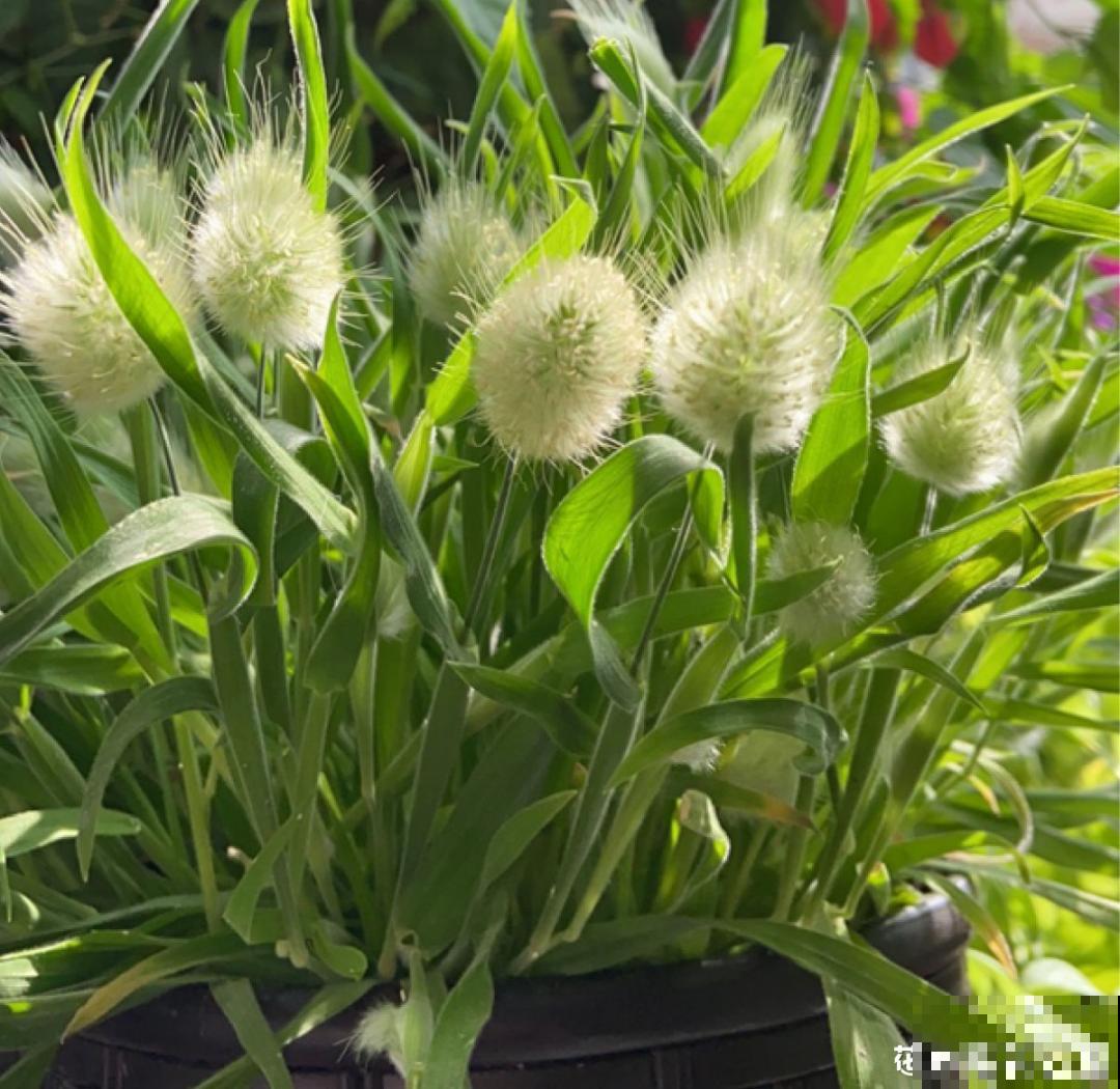 水塘边长出的“烤肠”,原来叫香蒲,毛茸茸特好玩 水塘边长出的“烤肠”,原来叫香蒲,毛茸茸特好玩