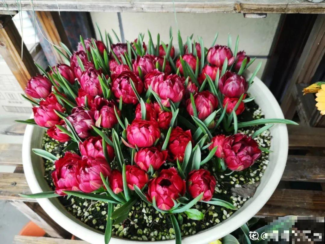 超火的郁金香品种，一把“蒜头”种土里，开花爆盆