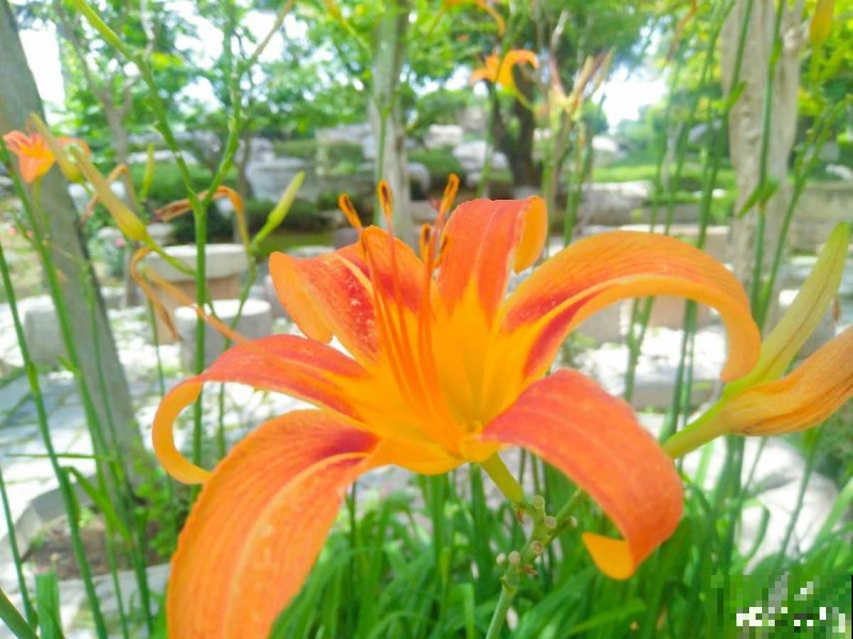 老中医爱养的60种植物，图文并茂特详细，种一盆养人养身心