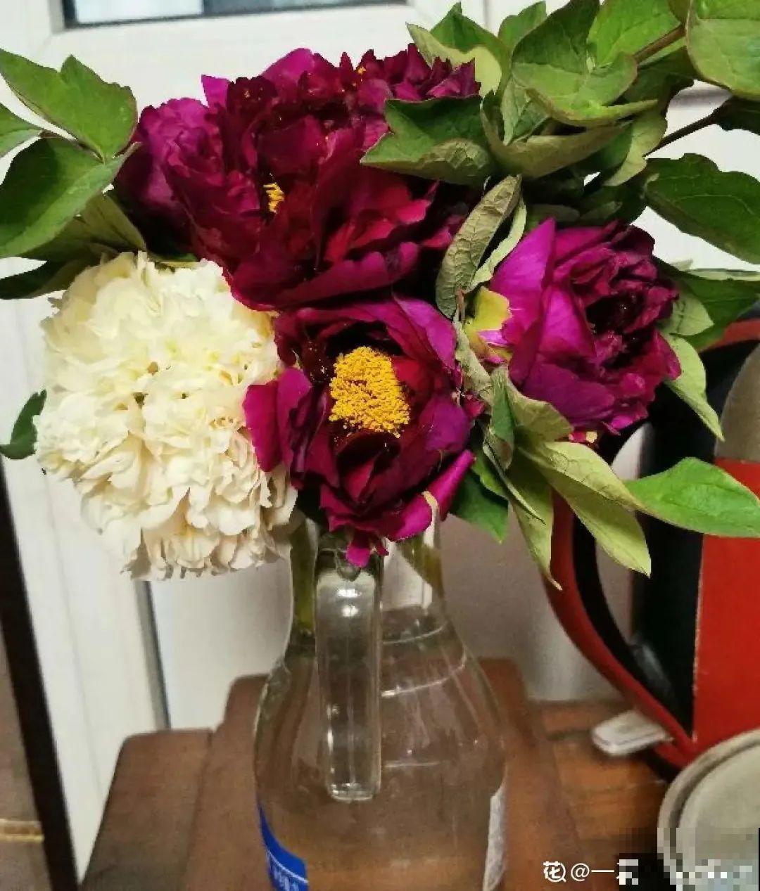 8种花夏天不能买,买回来就死,白浪费钱 8种花夏天不能买,买回来就死,白浪费钱