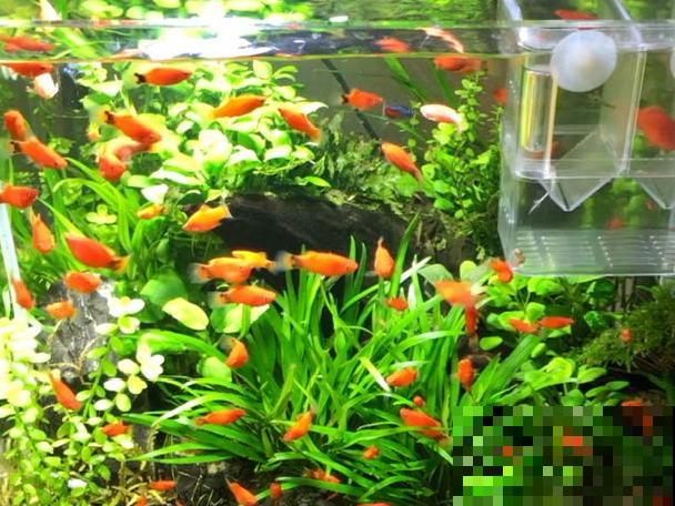 植物搬出门，痛快淋场雨，植物越来越旺