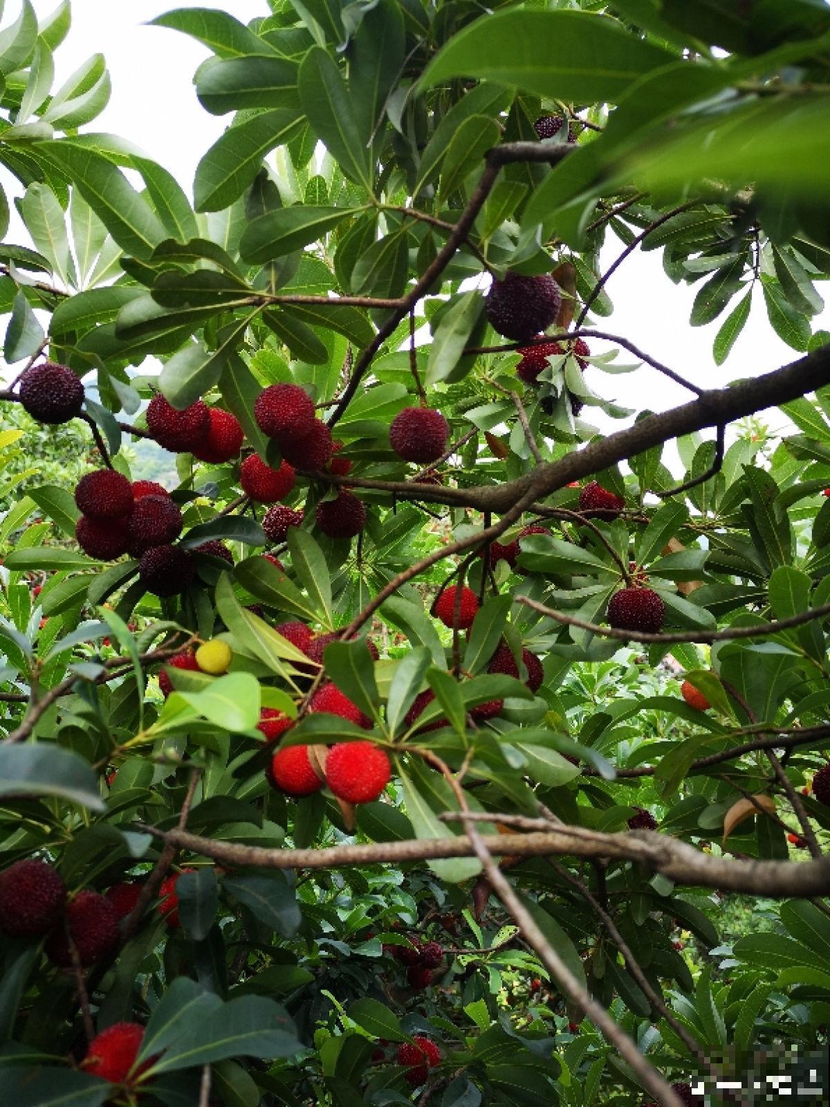 杨梅难清洗，只需6个方法，吃到干净杨梅