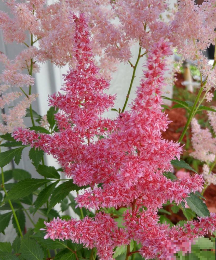 家里别只养绿萝,15种精致耐阴花,光照不好也能长很美 家里别只养绿萝,15种精致耐阴花,光照不好也能长很美