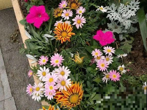 绿化带“壕”无人性，10万块的花堆一起，你认识几个？