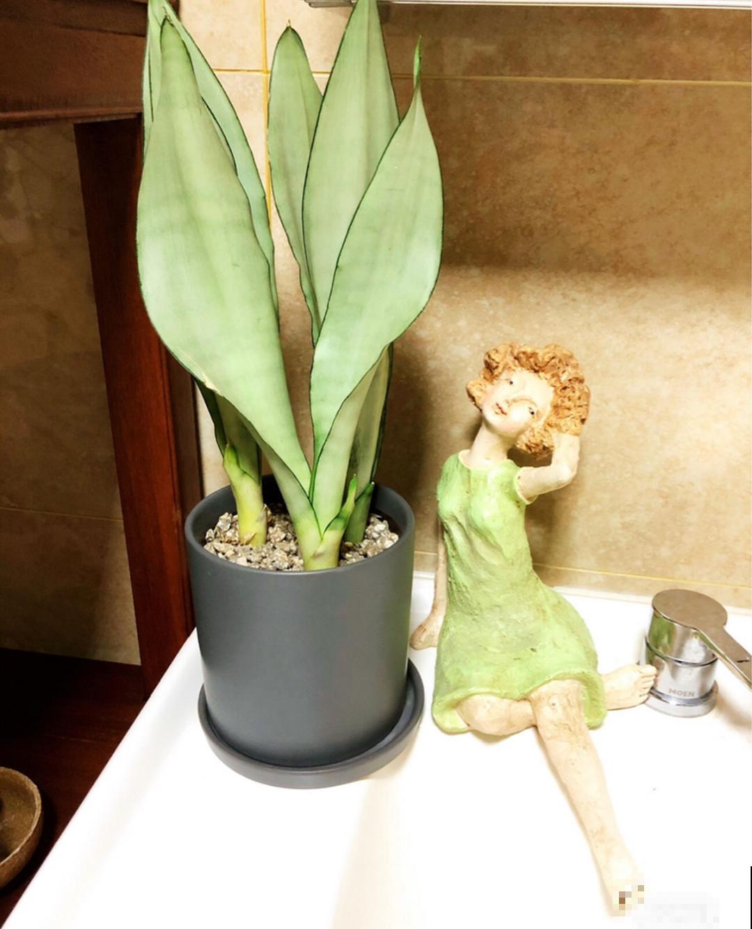 15种花,养在家里有气质,好养又健康 15种花,养在家里有气质,好养又健康