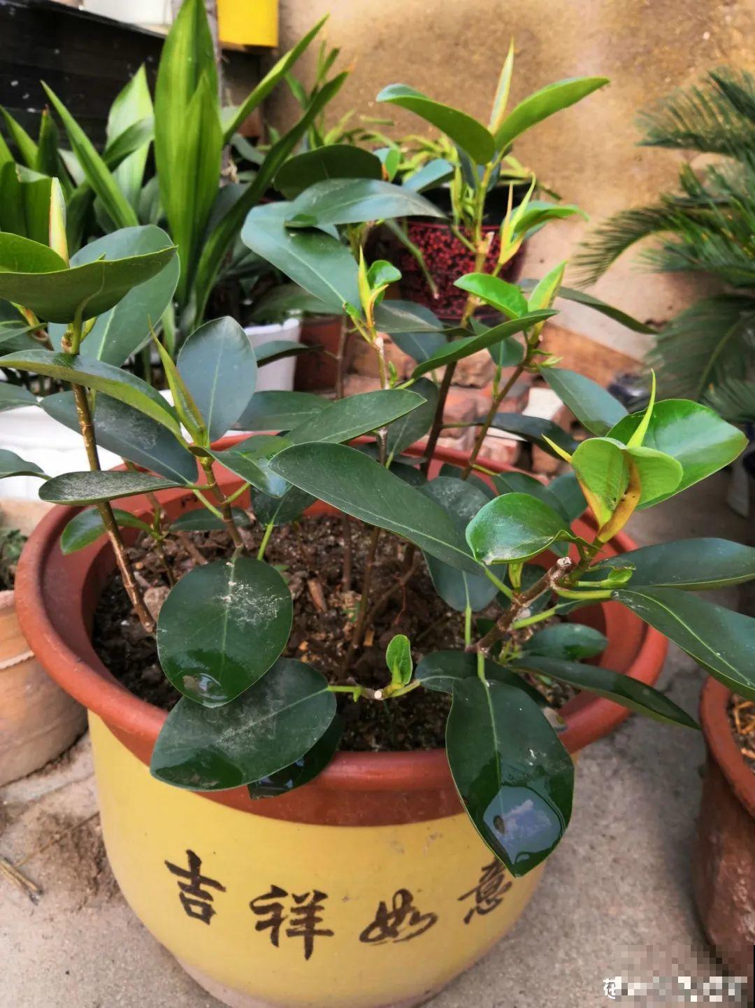 9种花，天热也要施肥，否则活不长，越养越差劲