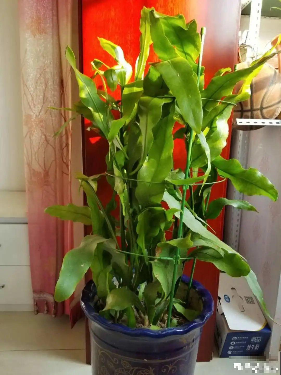 专挑晚上开的花,爱吃肥肉喝废油,开花艳压群芳 专挑晚上开的花,爱吃肥肉喝废油,开花艳压群芳