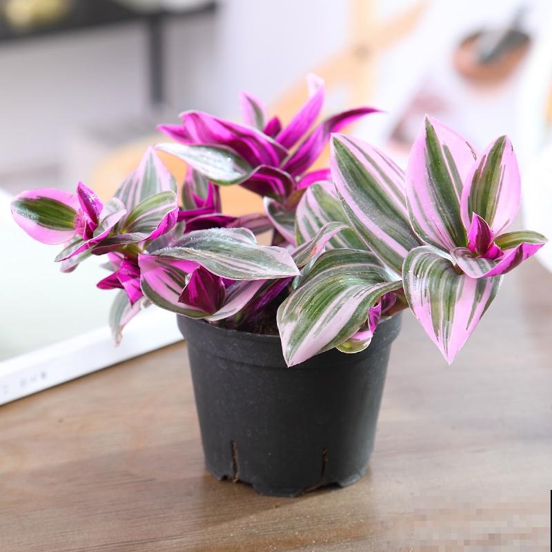 夏天养花，这4个地方不能养，不然植物都死了