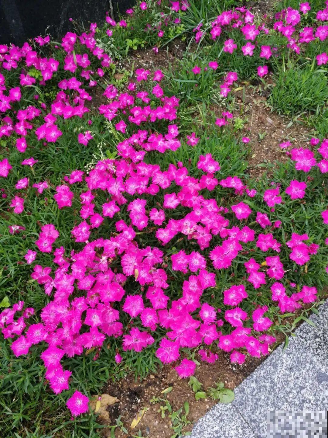 绿化带“壕”无人性，10万块的花堆一起，你认识几个？