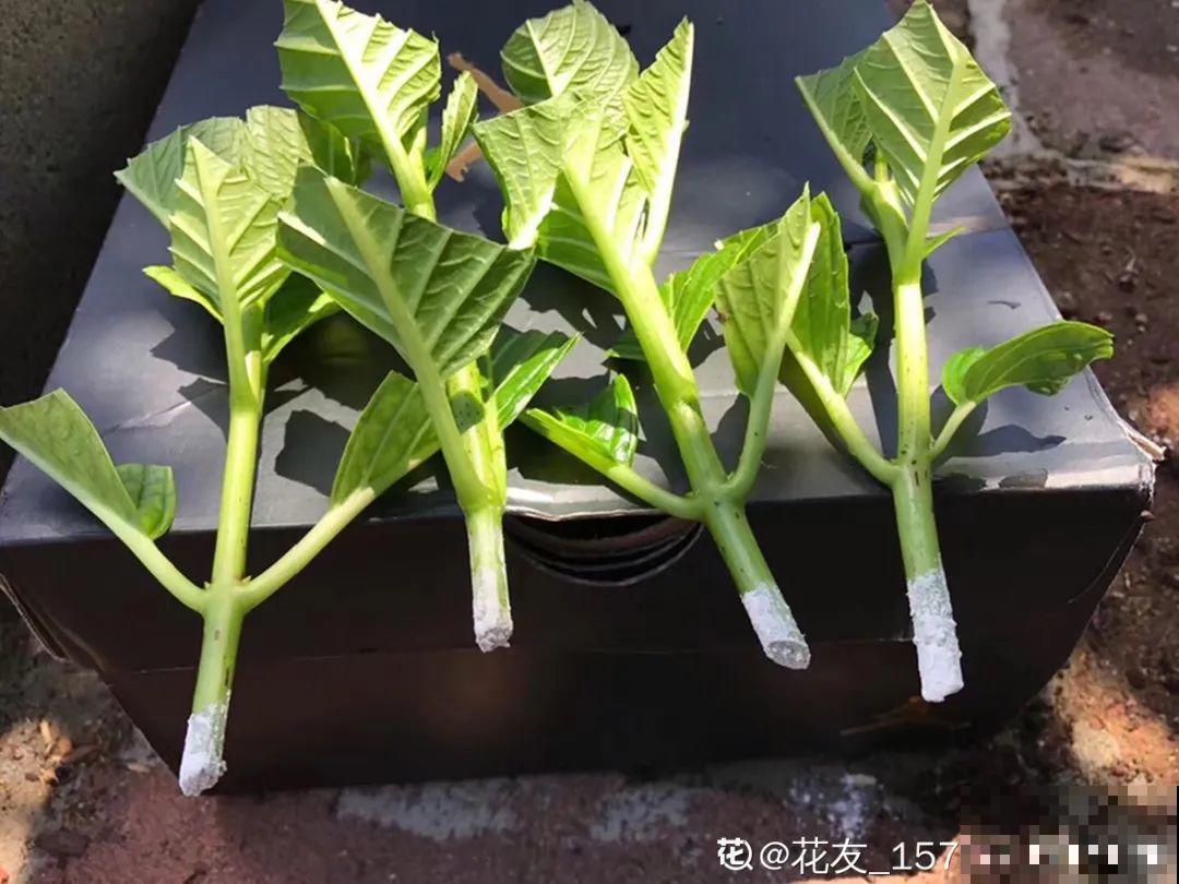 6月份扦插，选好合适的植物品种，沾土、泡水都能活
