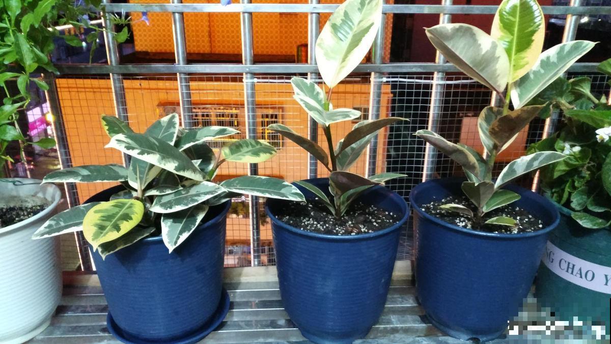 别养绿萝了,这6种彩叶花,家里没光也能养,颜值超高 别养绿萝了,这6种彩叶花,家里没光也能养,颜值超高