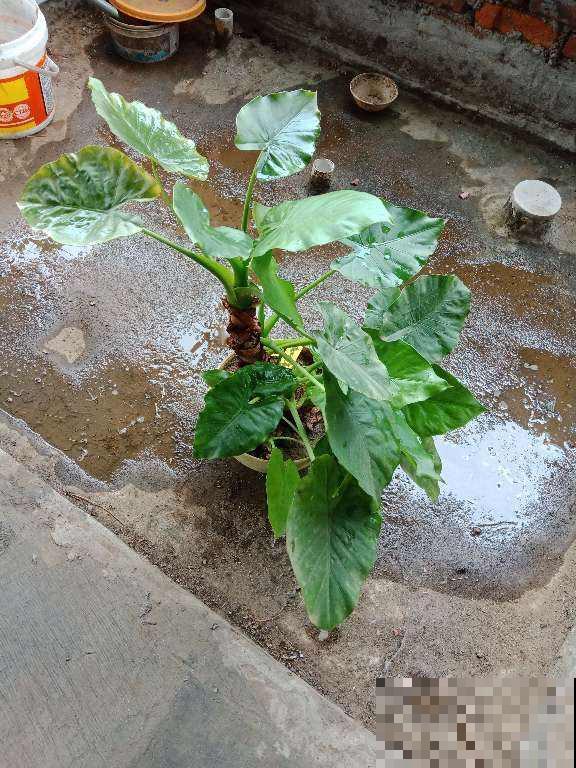 在家里养花一定要谨慎，尤其是这4种，汁液有毒养护要谨慎