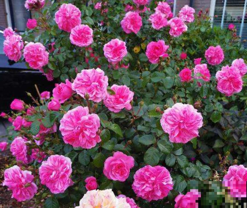 4种花容易“缺铁”，黄叶子、长不大，越养越差劲