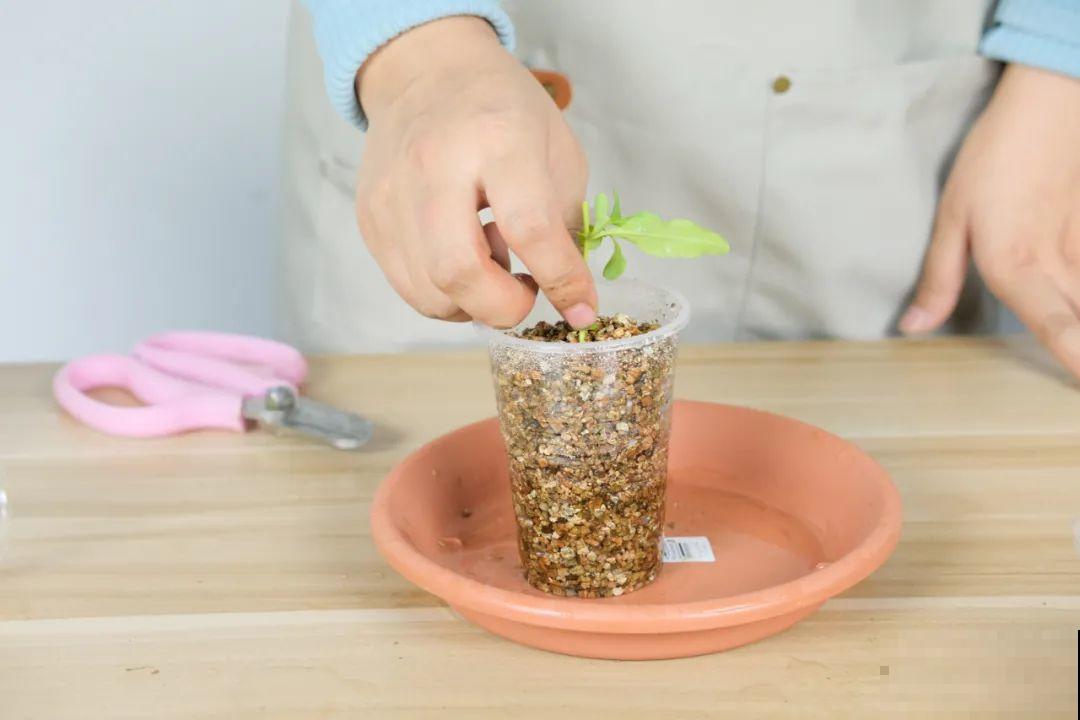 8种花，越热越扦插，大白根呼呼冒