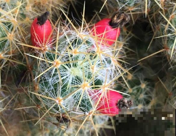 1种仙人球，开花美艳，一年能开好多次