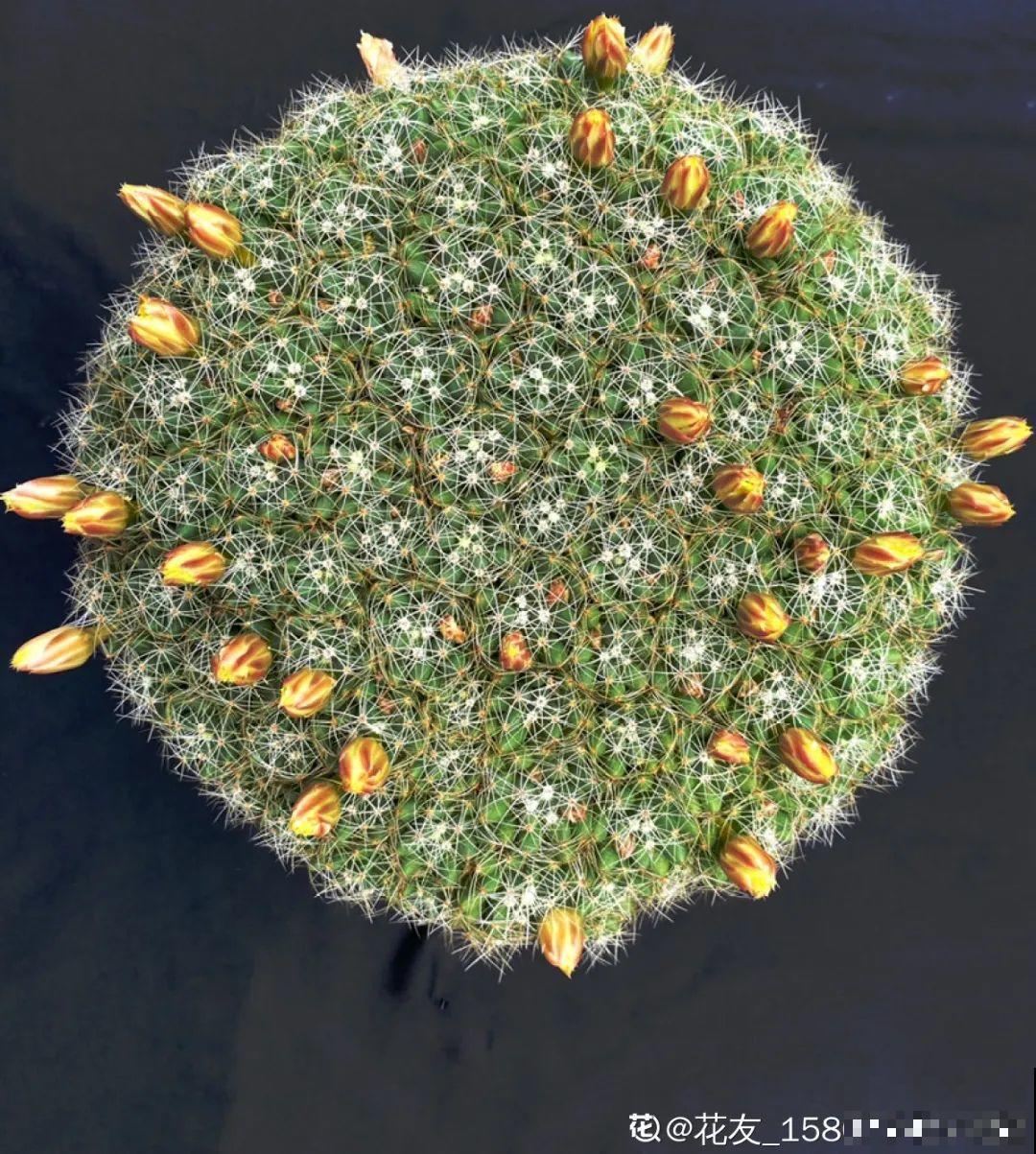 养花大神的爆花技巧，我给大家偷来了，赶紧学