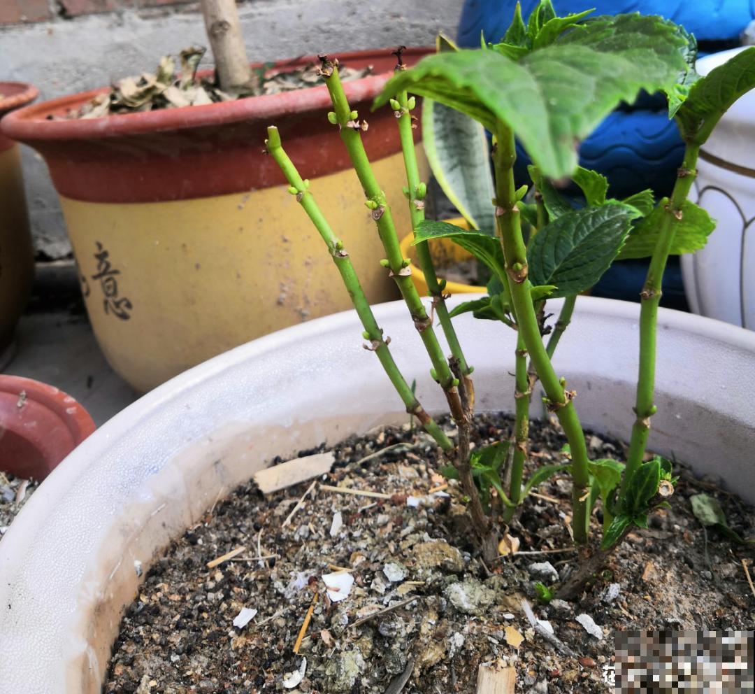 天热要修剪的花，不剪死得快，活不过夏天