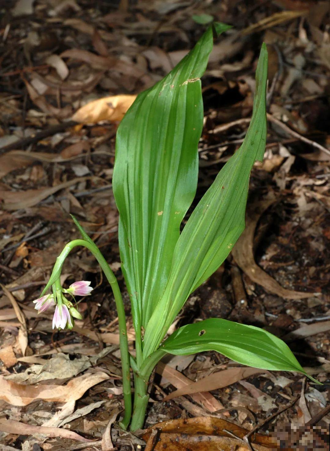 看到稀奇花，不认识的别去挖，可能会触犯法律