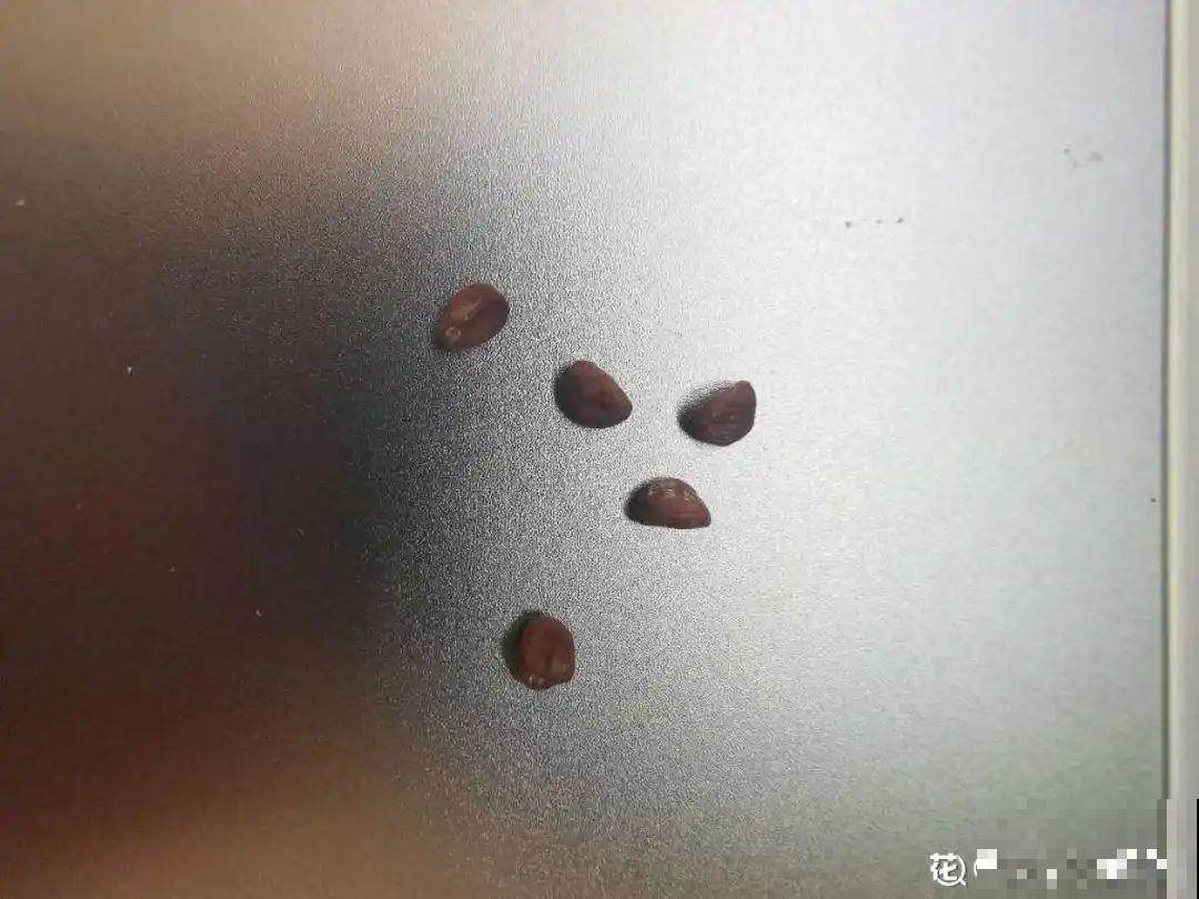 10种花开完不要剪，等20天之后，1盆变多盆