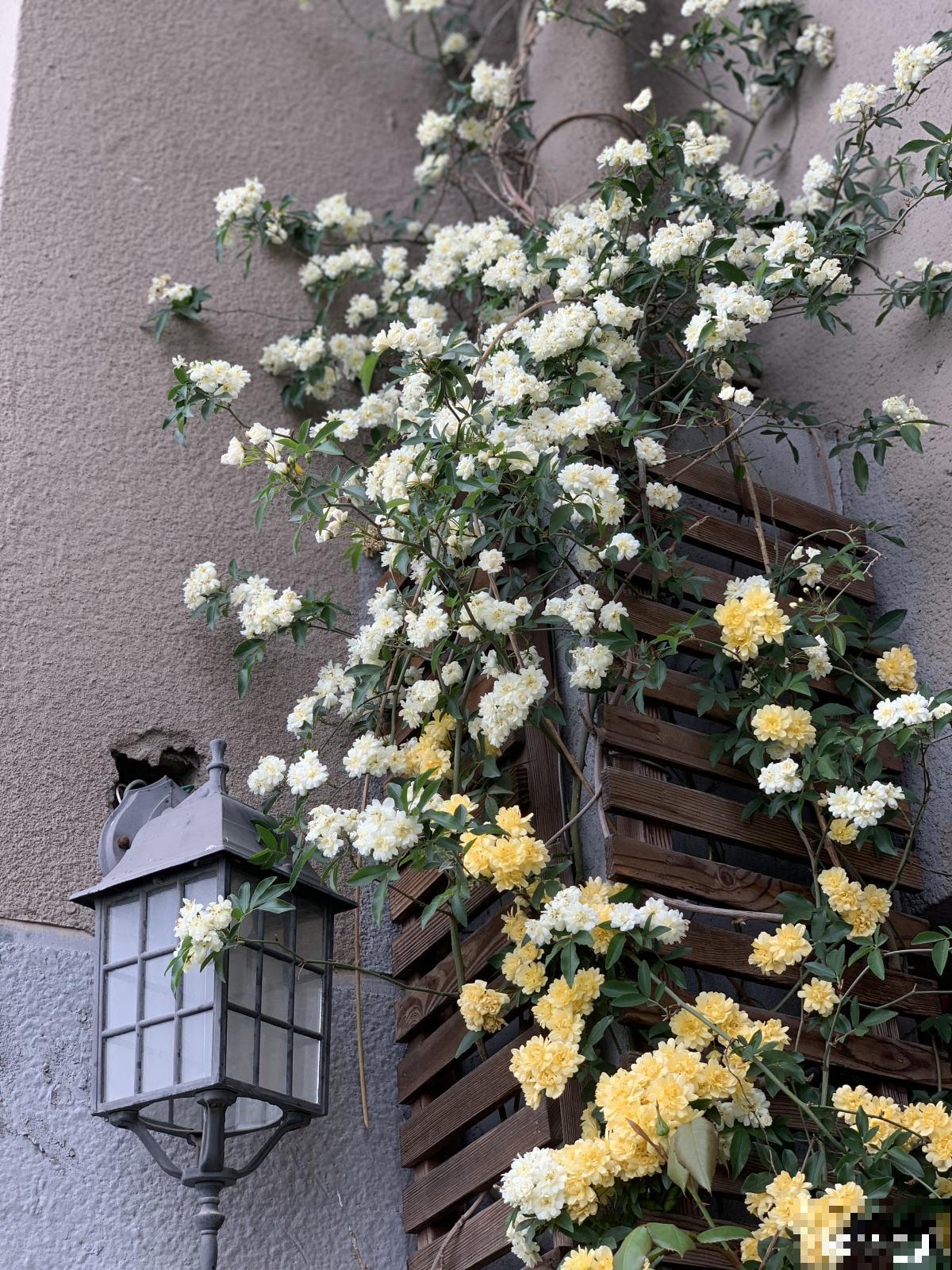都说有院子好,真正打理起来,才知道有多烦 都说有院子好,真正打理起来,才知道有多烦