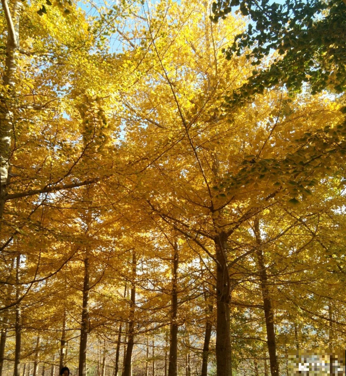 秋后最困扰的事儿,就是大把掉头发,6个妙招改善掉发 秋后最困扰的事儿,就是大把掉头发,6个妙招改善掉发