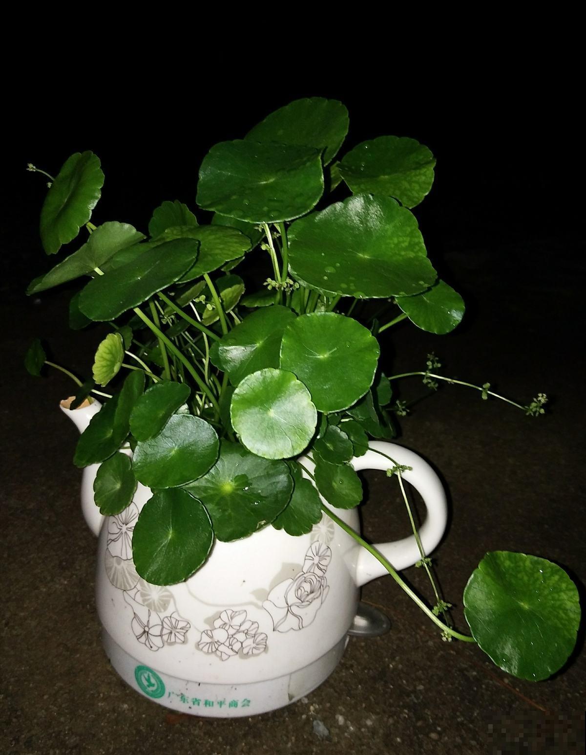 水壶还能养植物?只要3步,看看大家咋养的 水壶还能养植物?只要3步,看看大家咋养的