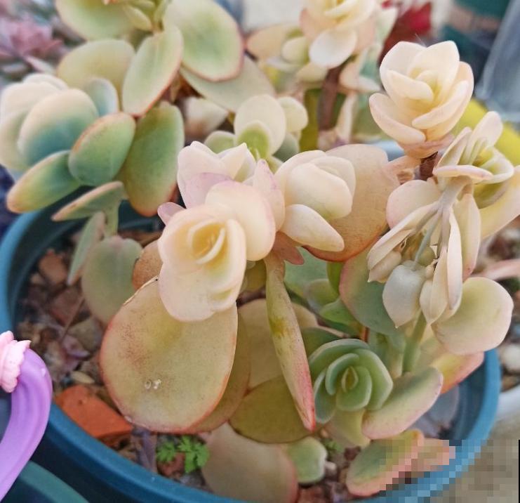 夏天养多肉,这3种情况不能忽略,不然多肉都死 夏天养多肉,这3种情况不能忽略,不然多肉都死