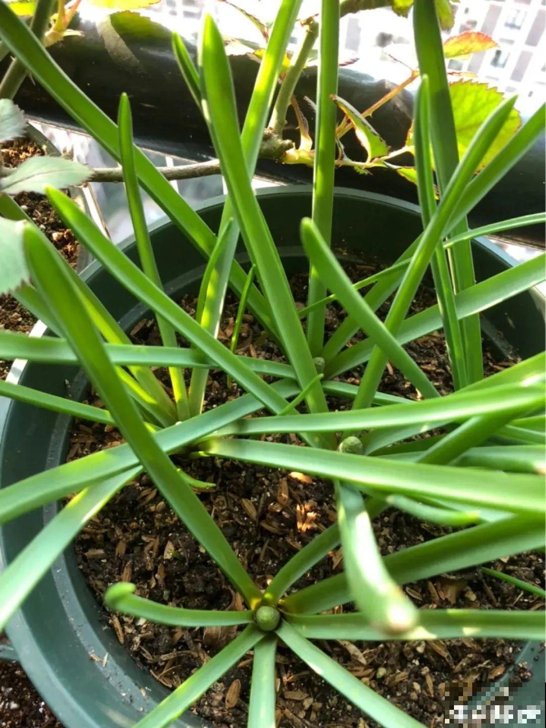 现在适合种11种花，耐寒好养活，呼呼开花爆盆