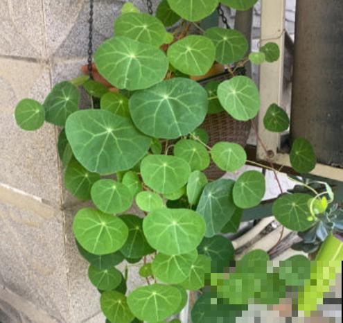 在家养棵爬藤花，开花多，还耐阴，适合新手