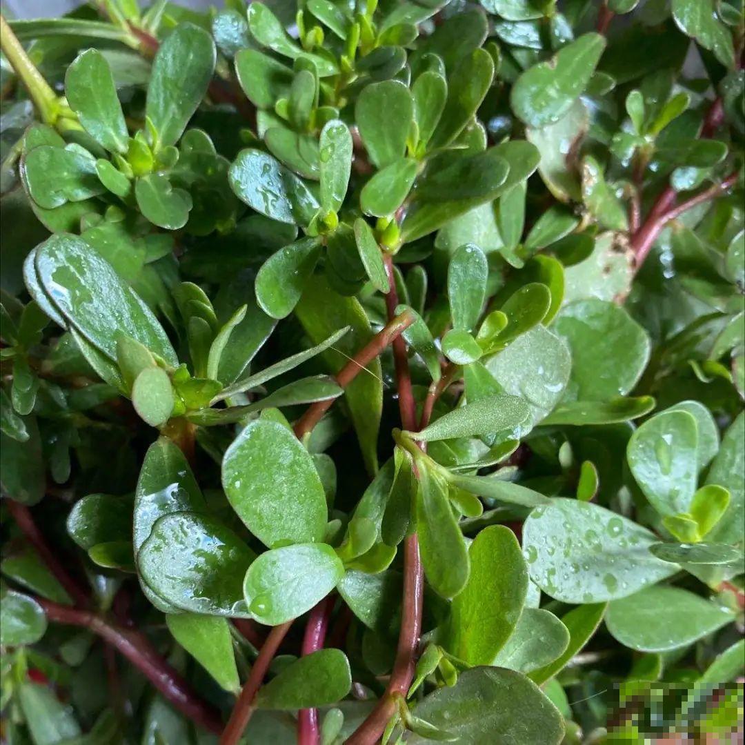 路边不起眼的草,种院子里用处大,还能清热降暑气 路边不起眼的草,种院子里用处大,还能清热降暑气