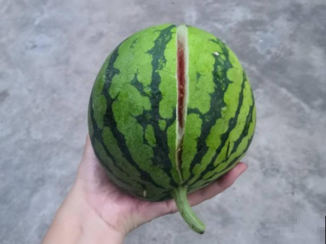 植物搬出门，痛快淋场雨，植物越来越旺