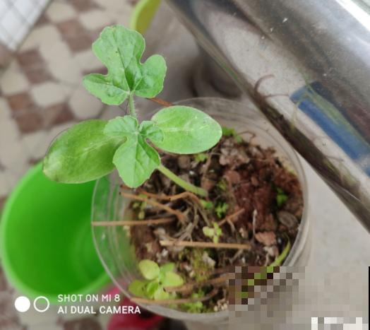 种瓜真能得瓜!学会这4步,阳台砰砰冒西瓜 种瓜真能得瓜!学会这4步,阳台砰砰冒西瓜