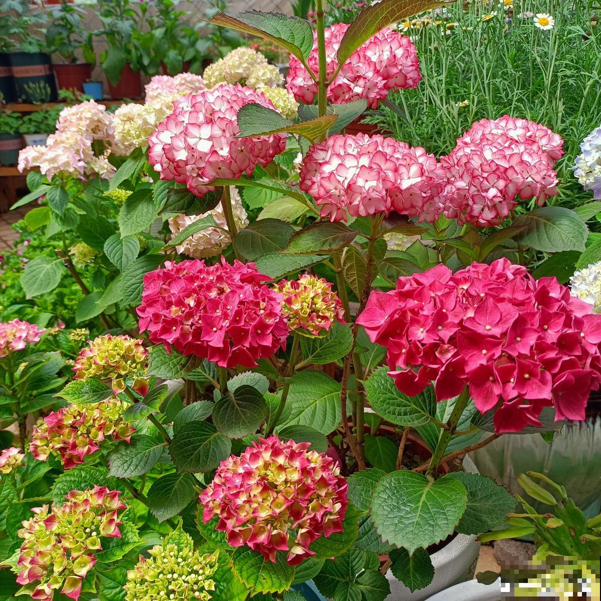 夏天的绣球花，下雨后搬出去，淋雨长更旺