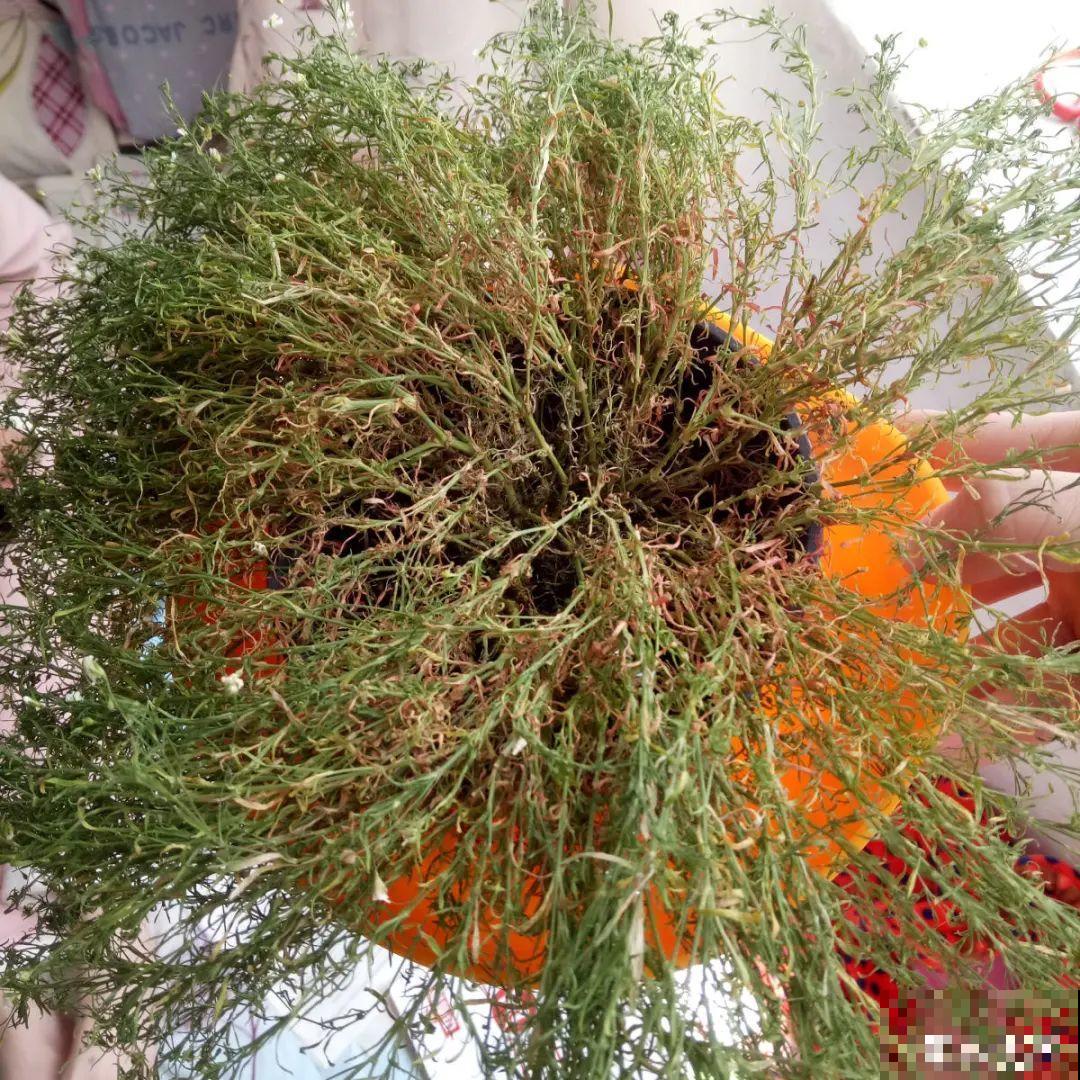 10种花，一天不见水就萎缩，狂补水就对了！