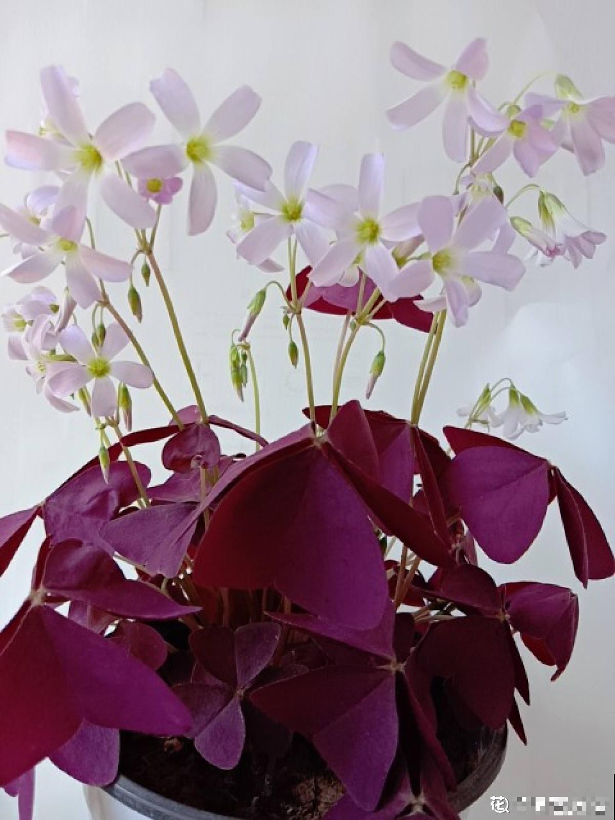 养花7年,居然找到了植物的“财富密码”,4种花“越养越赚钱” 养花7年,居然找到了植物的“财富密码”,4种花“越养越赚钱”