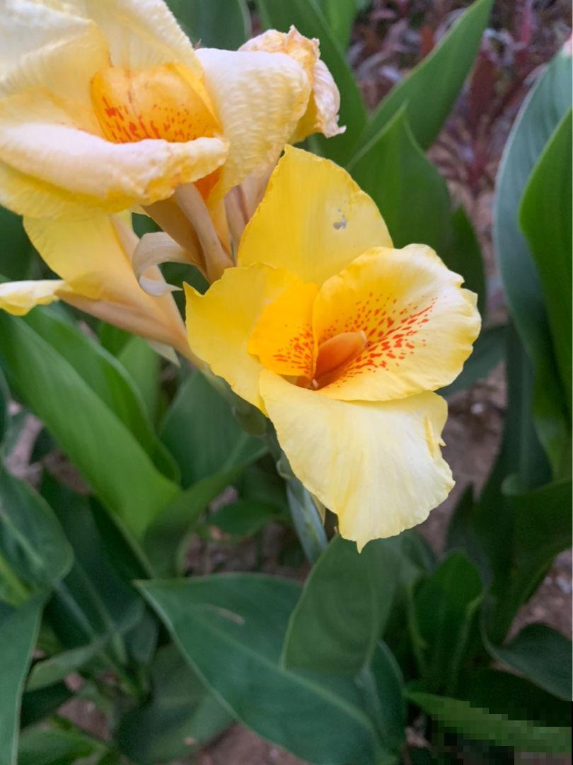 6种金黄色的花，打造金灿灿的秋天，你见过哪种？