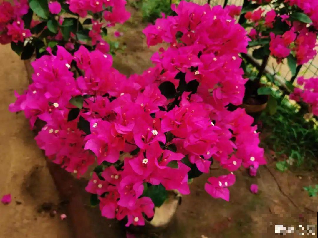 养护三角梅，注意3个养护要点，花期“超长待机”