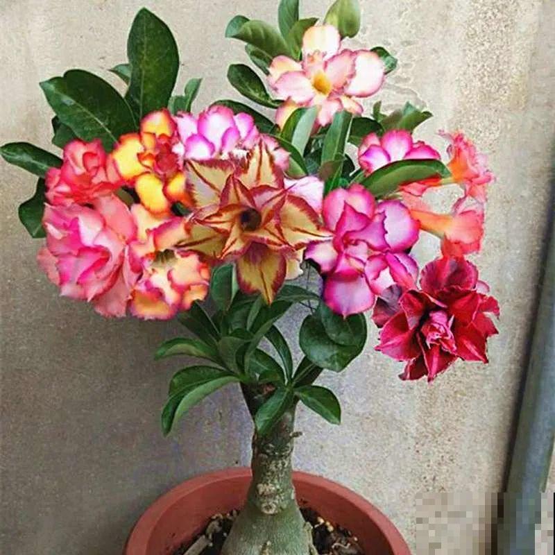 养了30年的玉树,扦插开出9色花,快来沾沾喜气 养了30年的玉树,扦插开出9色花,快来沾沾喜气