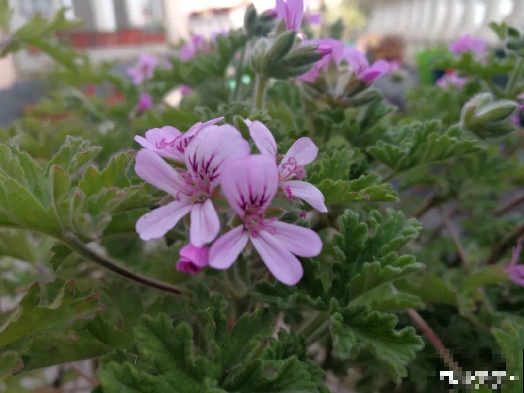 江西无蚊村,种满“驱蚊树”,一年四季没蚊子 江西无蚊村,种满“驱蚊树”,一年四季没蚊子